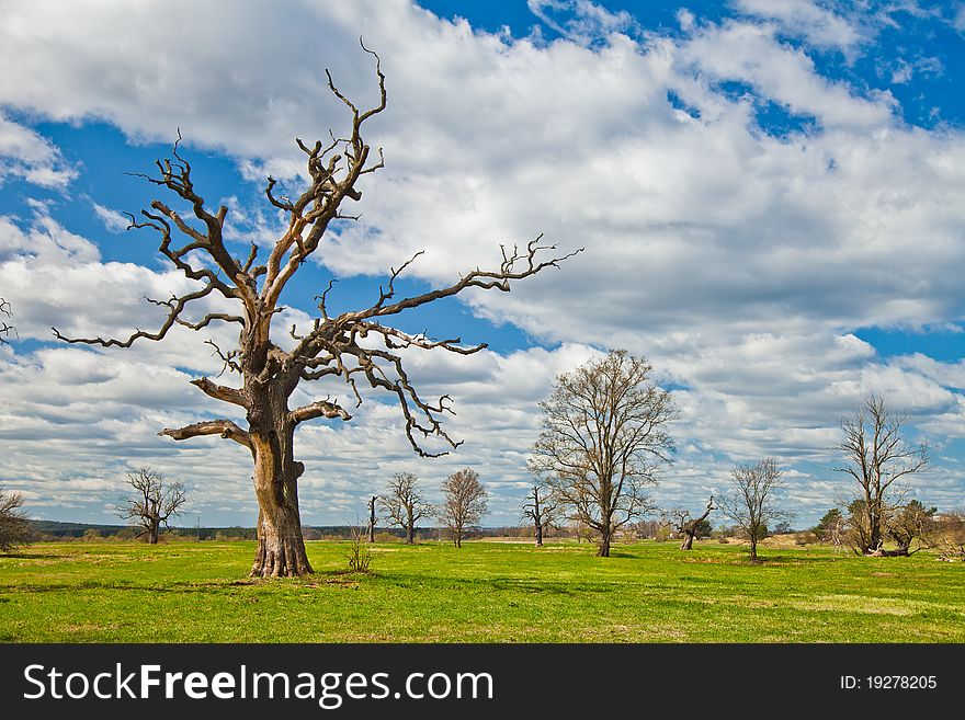 Spring landscape in park countryside