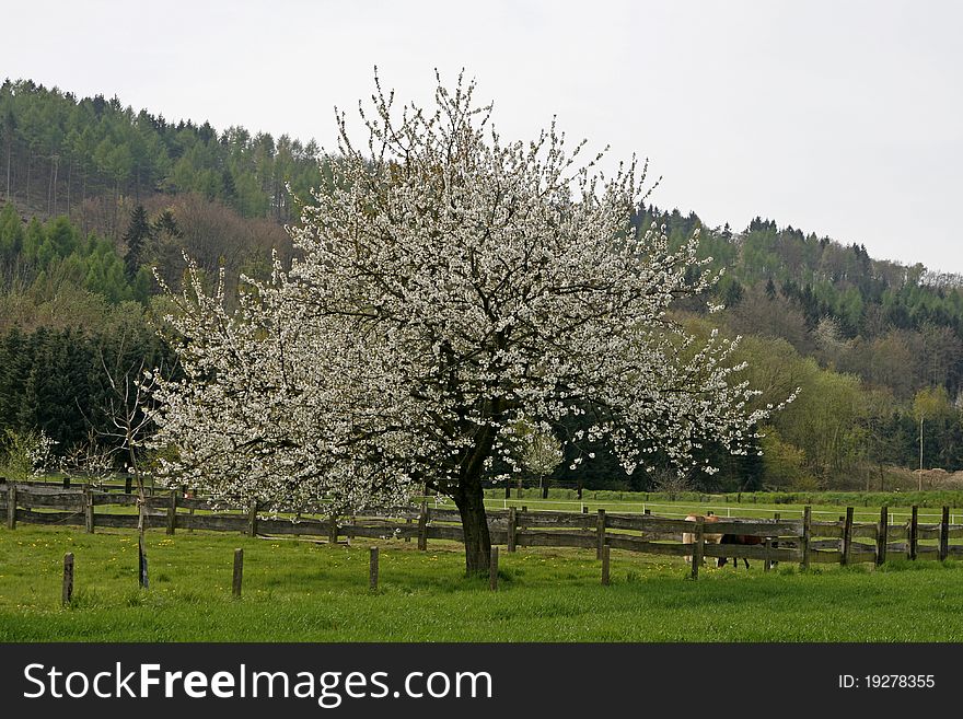 Cherry tree in spring, Germany