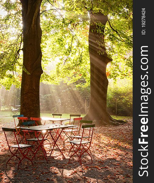Sunbeams filtered through leaves on a table