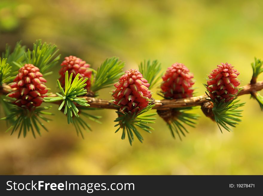 Spring Pine Cones in Natural Light. Spring Pine Cones in Natural Light