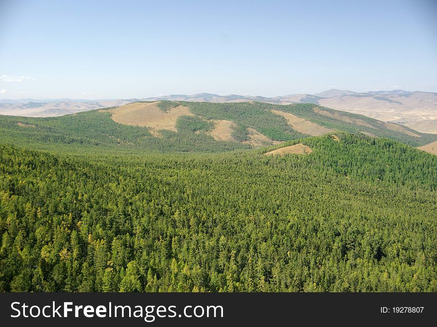 A forest in Mongolia, in Asia. A forest in Mongolia, in Asia