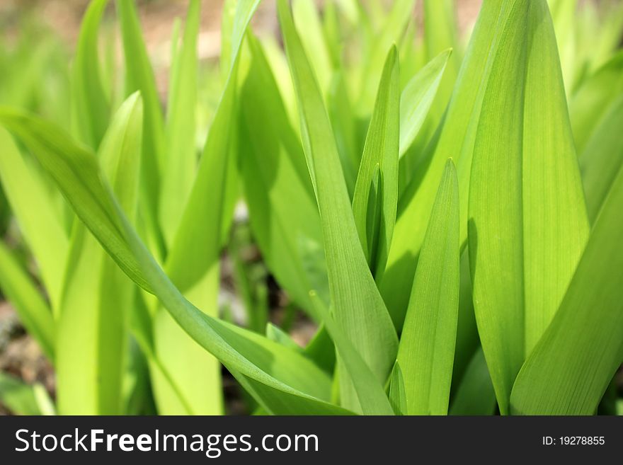 New green plant growth in forest in springtime. New green plant growth in forest in springtime