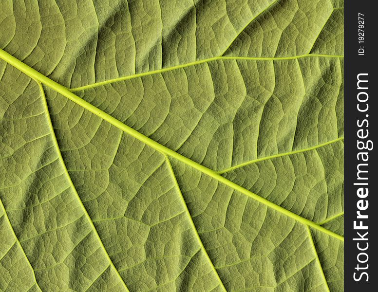 Close-up of flattened avocado leaf