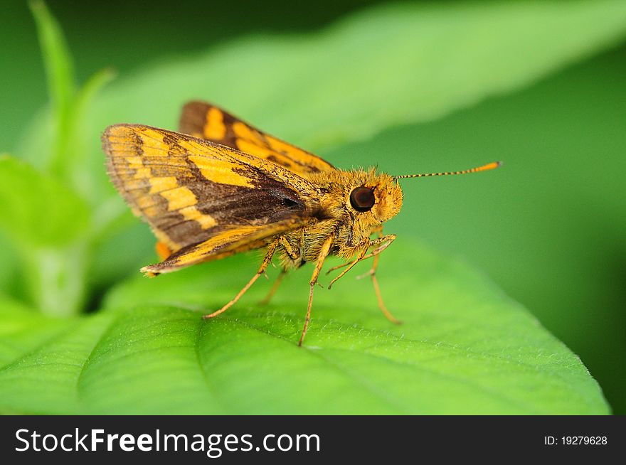 Closeup Of An Orange Color Skipper Butterfly In Natural Environment