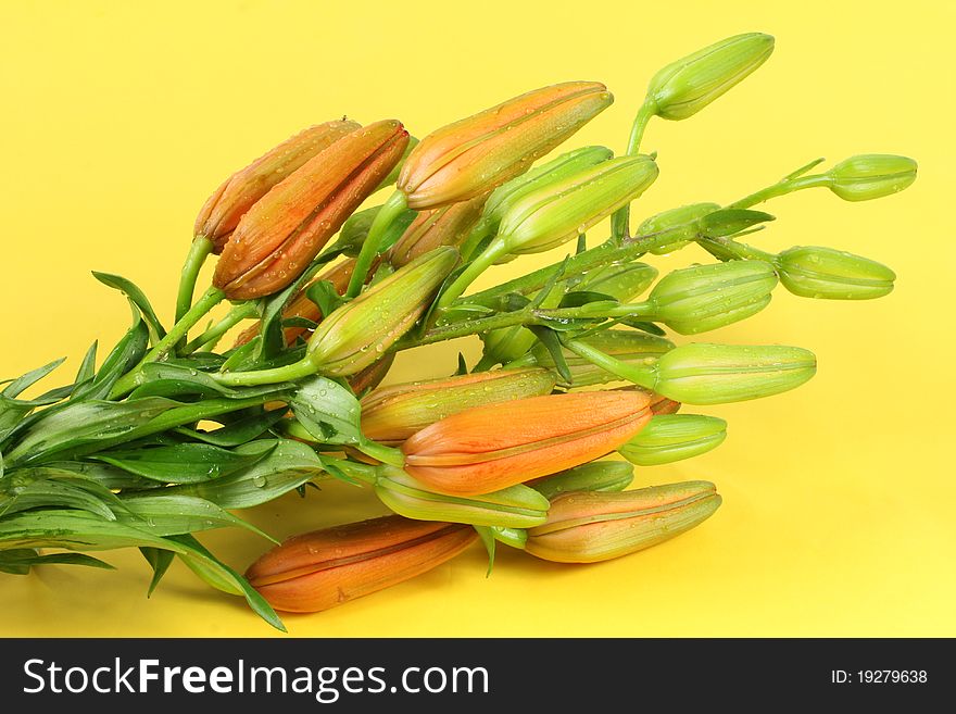 Closed Lily flowers, isolated on  yellow. Closed Lily flowers, isolated on  yellow