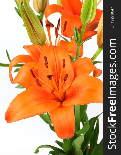 Orange Lily