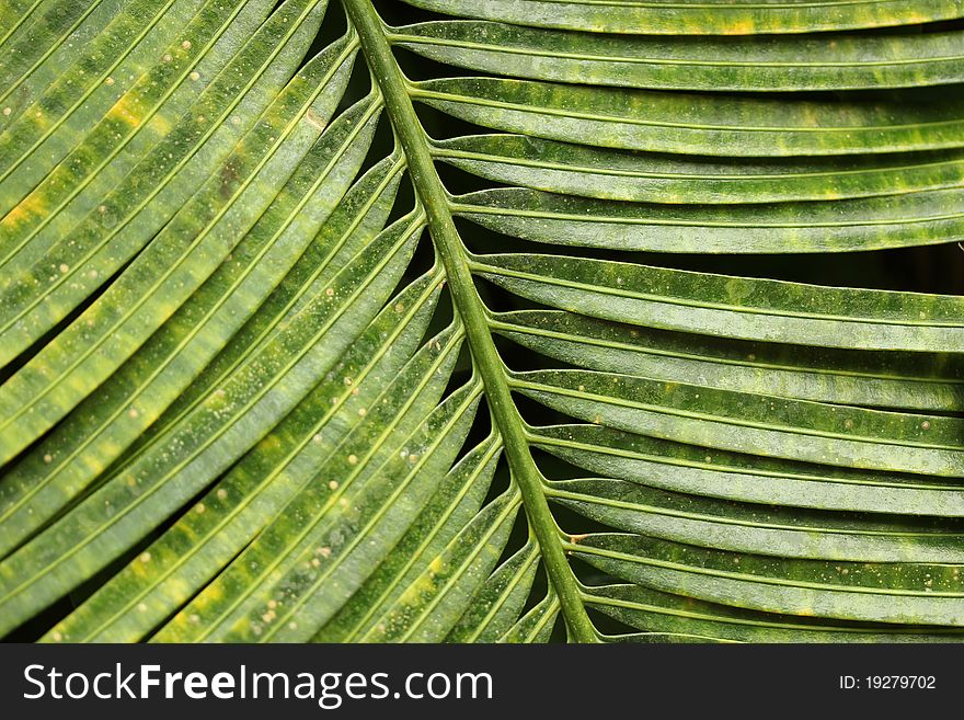 An very structured part op a palm leaf. An very structured part op a palm leaf