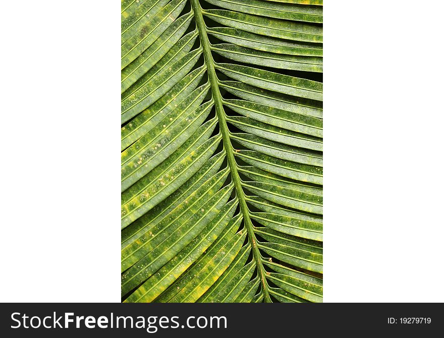 An very structured part op a palm leaf. An very structured part op a palm leaf