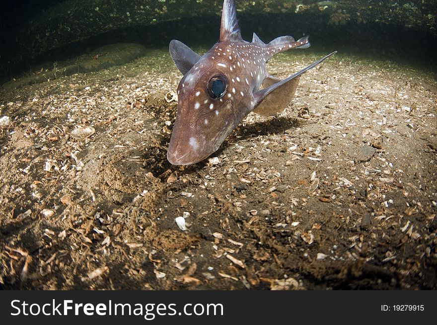 Rat fish are distantly related to sharks.
