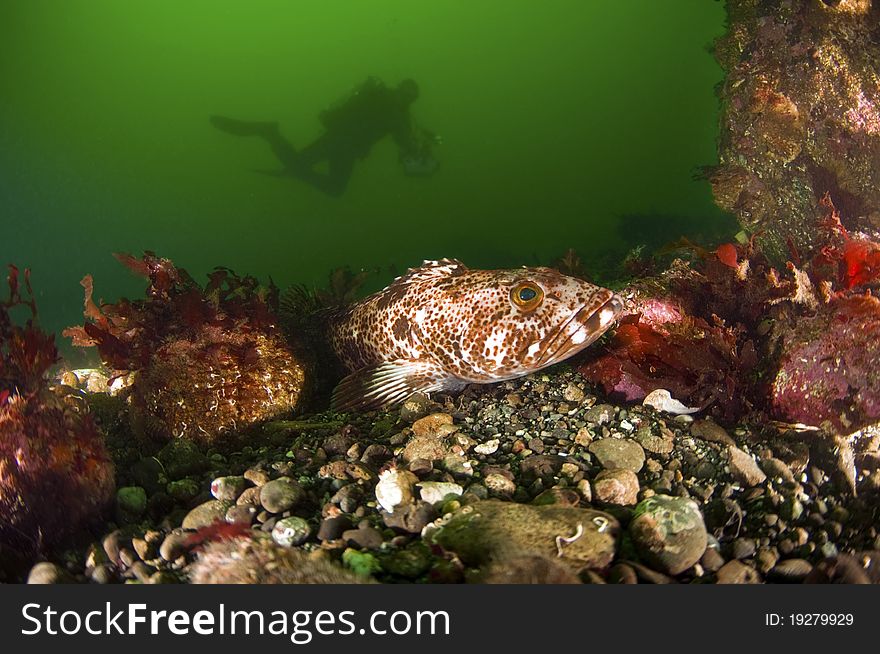 A close up of a ling cod