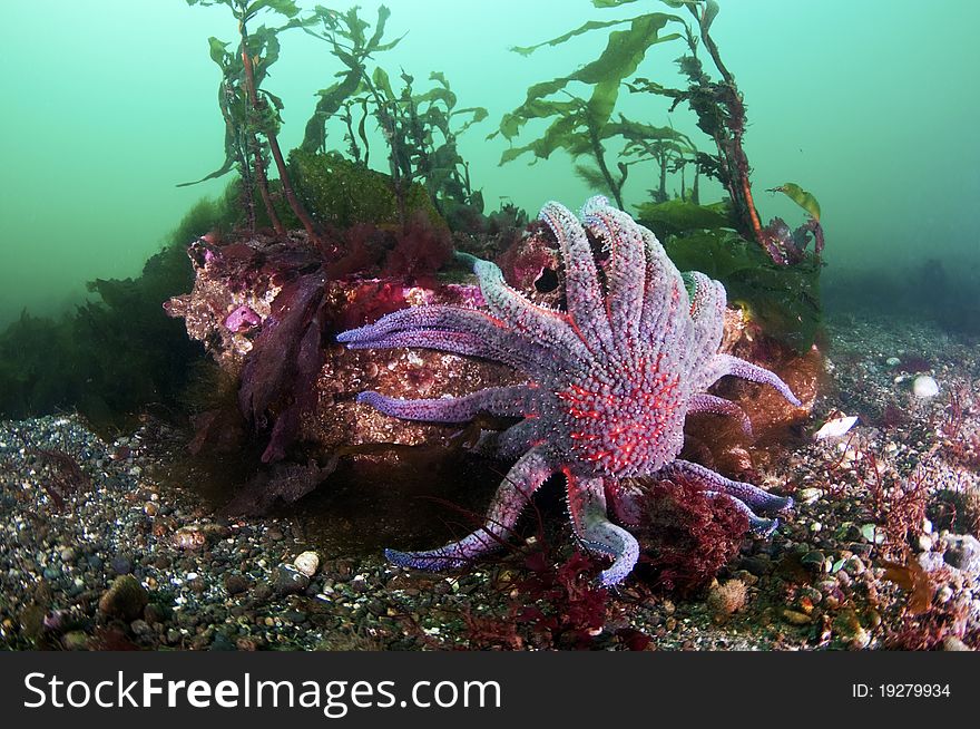 A large sea star climbs over a rock. A large sea star climbs over a rock.