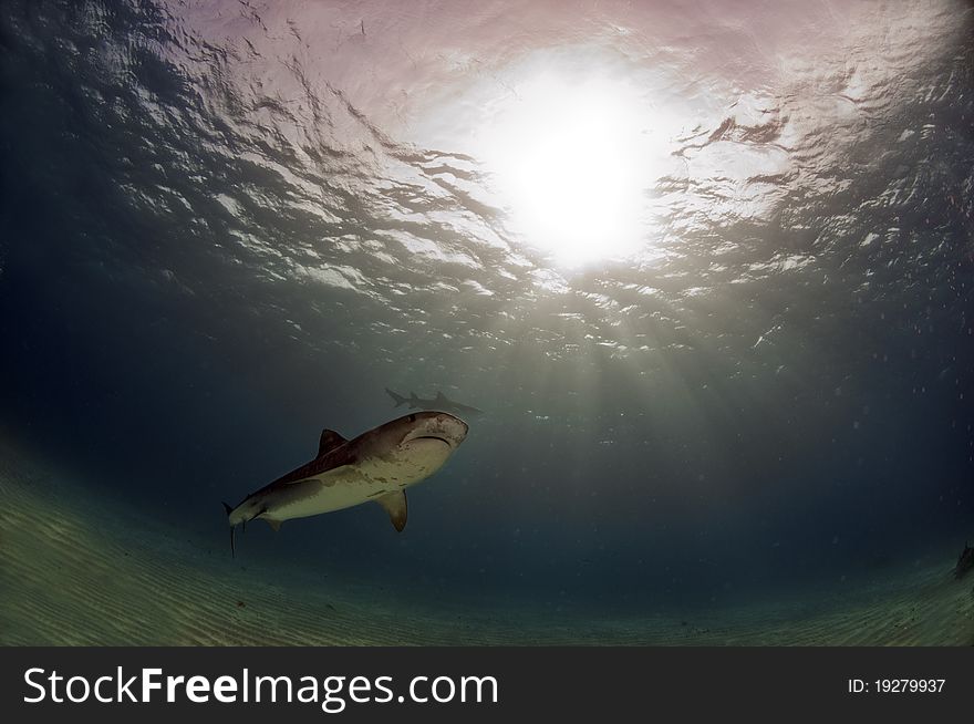 A tiger shark swims in the warm waters of the Bahamas