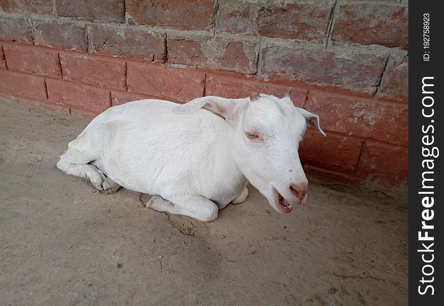 A picture of a goat in a village . 
The picture is of a domesticated animal in an Indian village. Whose mouth is open.