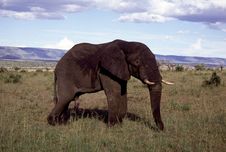 Adult Bull Elephant In Field Stock Images