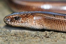 Slow Worm Lizard On Sand Stock Images Slow Worm Lizard On Sand Stock Images