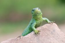 Sand Lizard Stock Image Sand Lizard Stock Image
