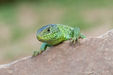 Sand Lizard Royalty Free Stock Photos Sand Lizard Royalty Free Stock Photos
