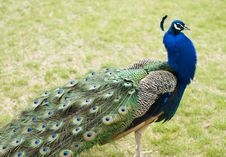 Peacock Profile Royalty Free Stock Photography