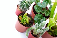 Potted Plants Stock Images Potted Plants Stock Images