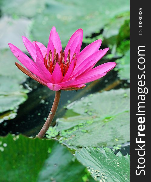 The lotus flower in the peaceful pond. The lotus flower in the peaceful pond