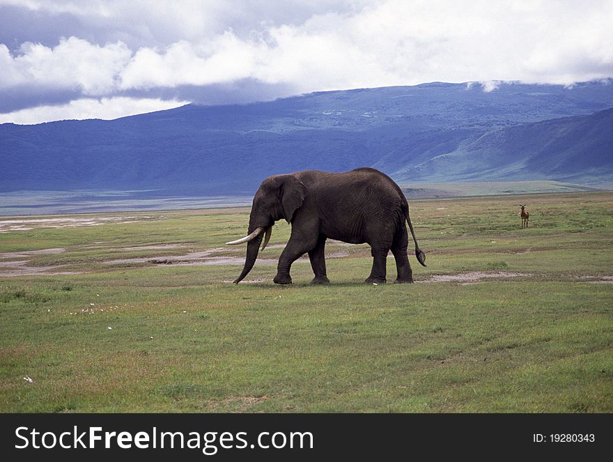 An adult elephant in the landscape, impressive tusks. An adult elephant in the landscape, impressive tusks.