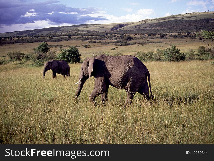 Adult Bull Elephant