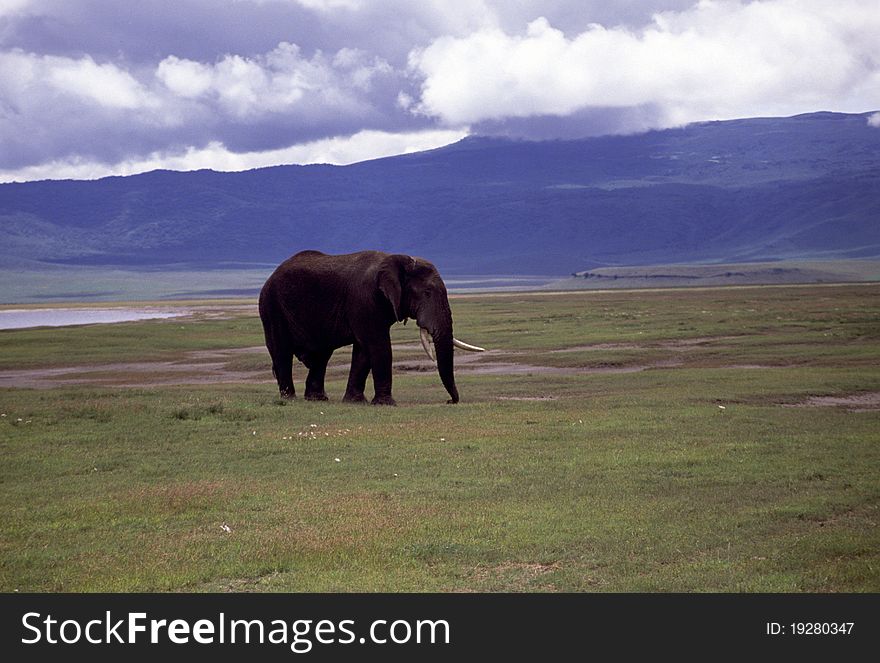 Elephants in the landscape, foreground and background. Elephants in the landscape, foreground and background.