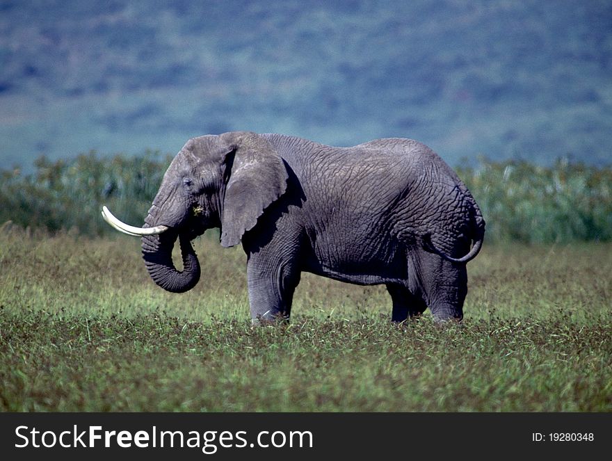 Adult bull elephant