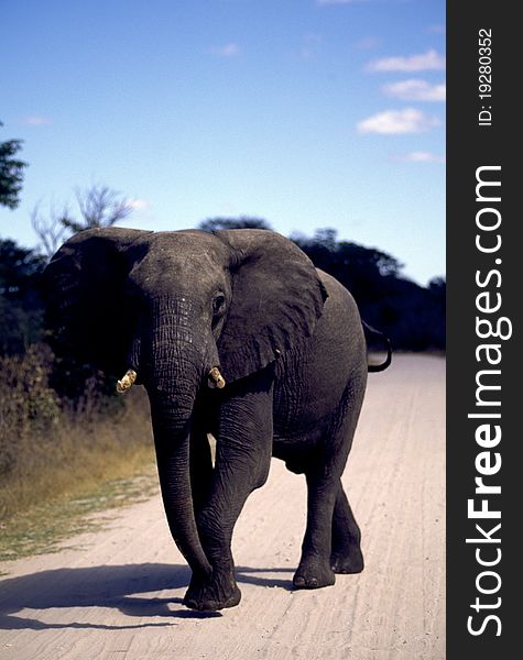 Close-up of an adult elephant on the road. Close-up of an adult elephant on the road.