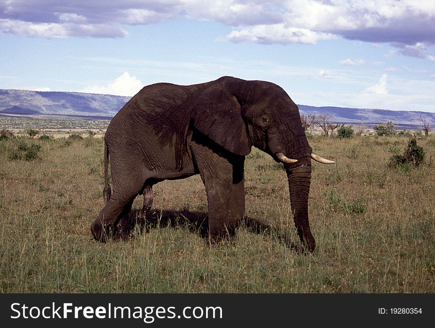 Adult bull elephant in field