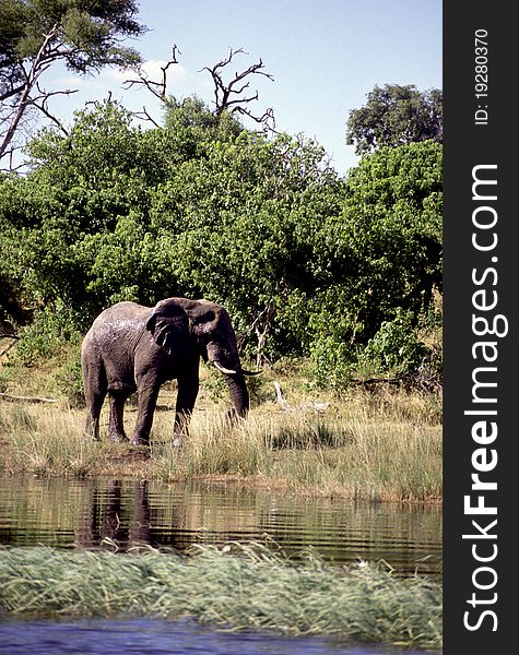 An adult elephant near a water source. An adult elephant near a water source.