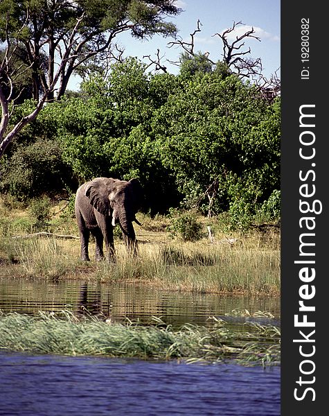 An adult elephant near a water source. An adult elephant near a water source.