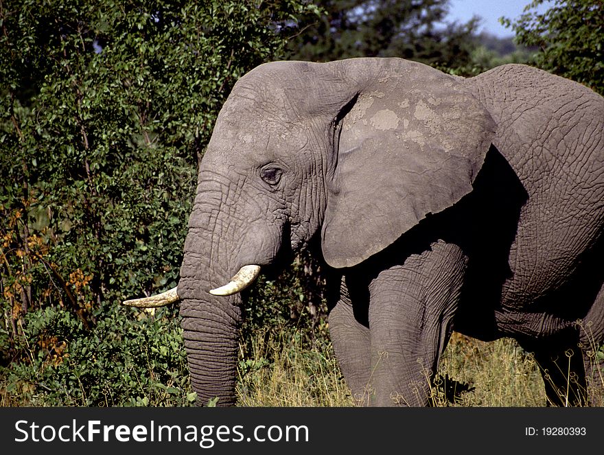 Adult bull elephant