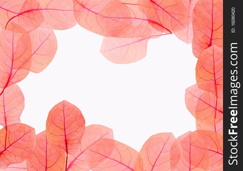 Fresh red leaves border on white background