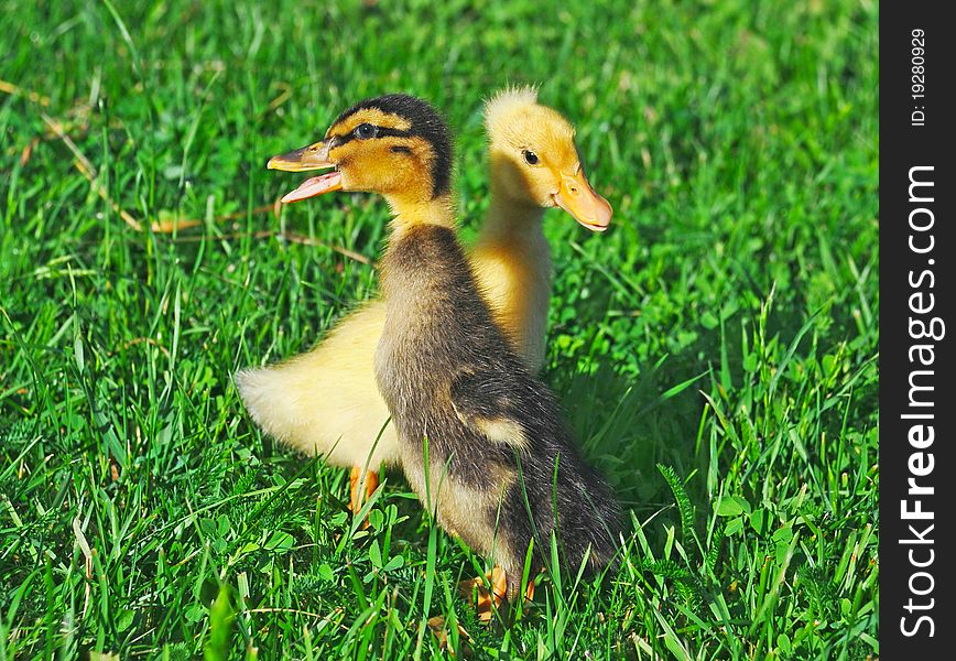 Little ducks on green grass