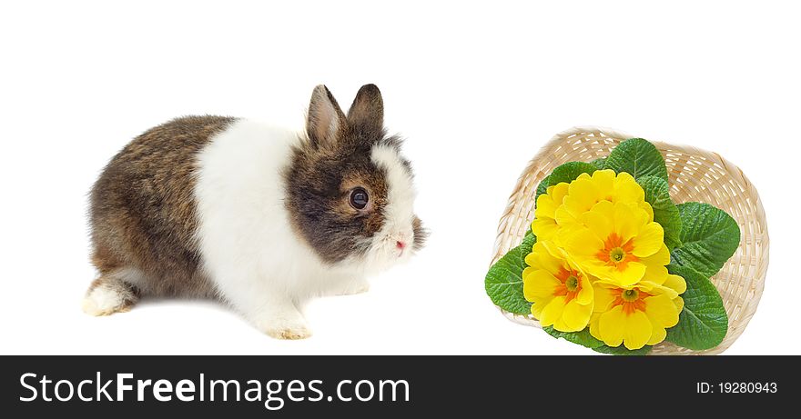 Grey rabbit and basket with primulas on white background