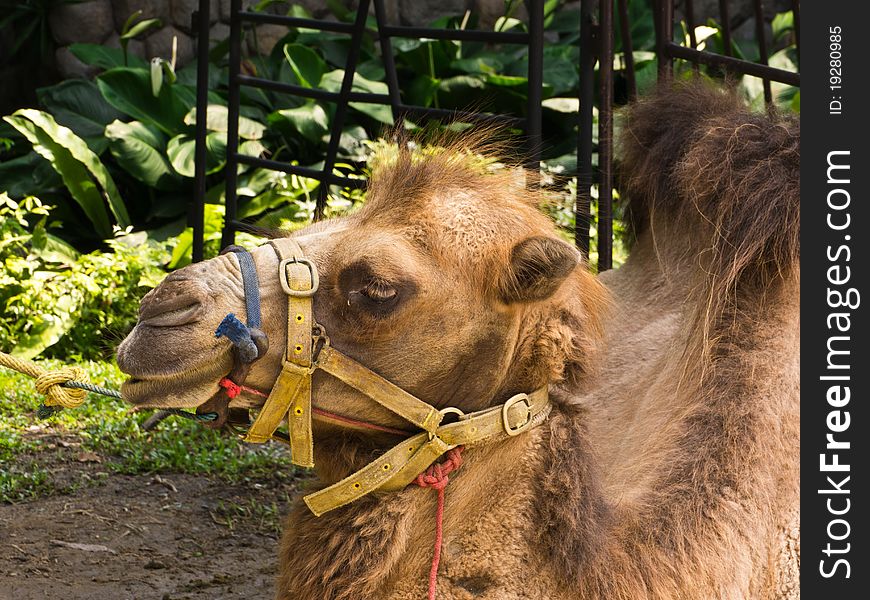 A camel is in Dusit Zoo in Thailand. A camel is in Dusit Zoo in Thailand