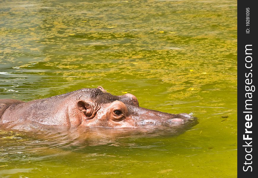 A hippopotamus in a pond at Dusit Zoo, Thailand