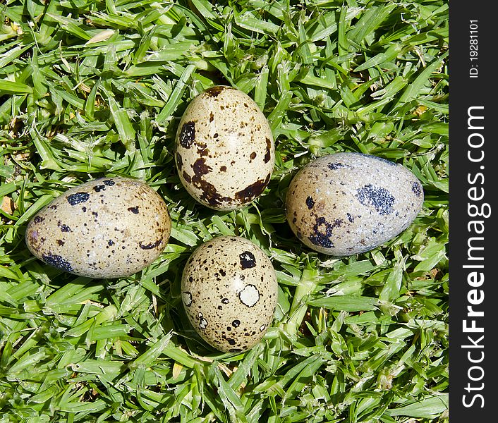 Eggs Of Quail On The Green Grass