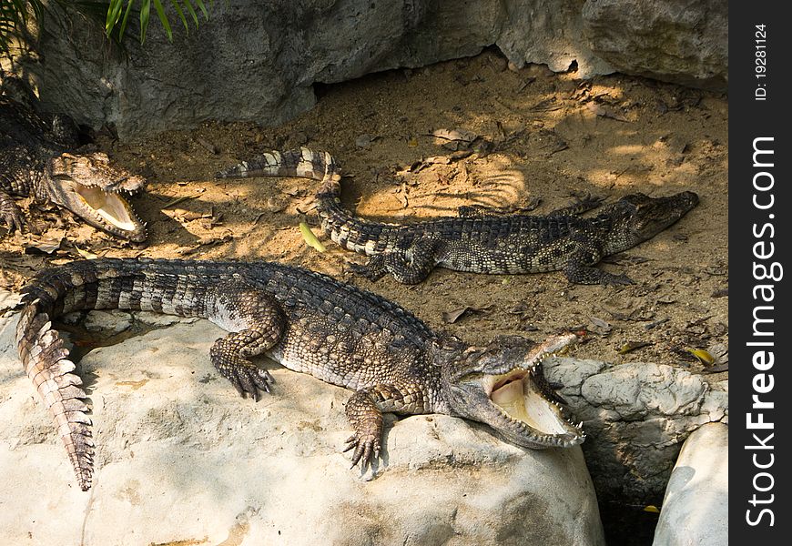 Crocodiles lie on stone and sand