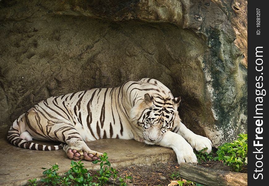 White Bengal tiger in Dusit Zoo