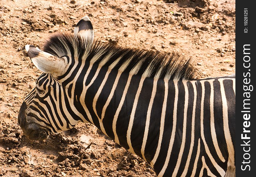 Burchell's zebra head close up