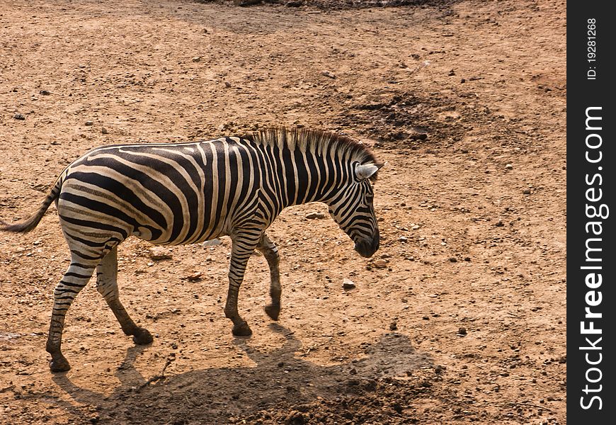 Burchell's zebra is in Dusit zoo, Thailand