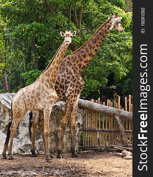 Two Giraffes are in Dusit zoo, Thailand