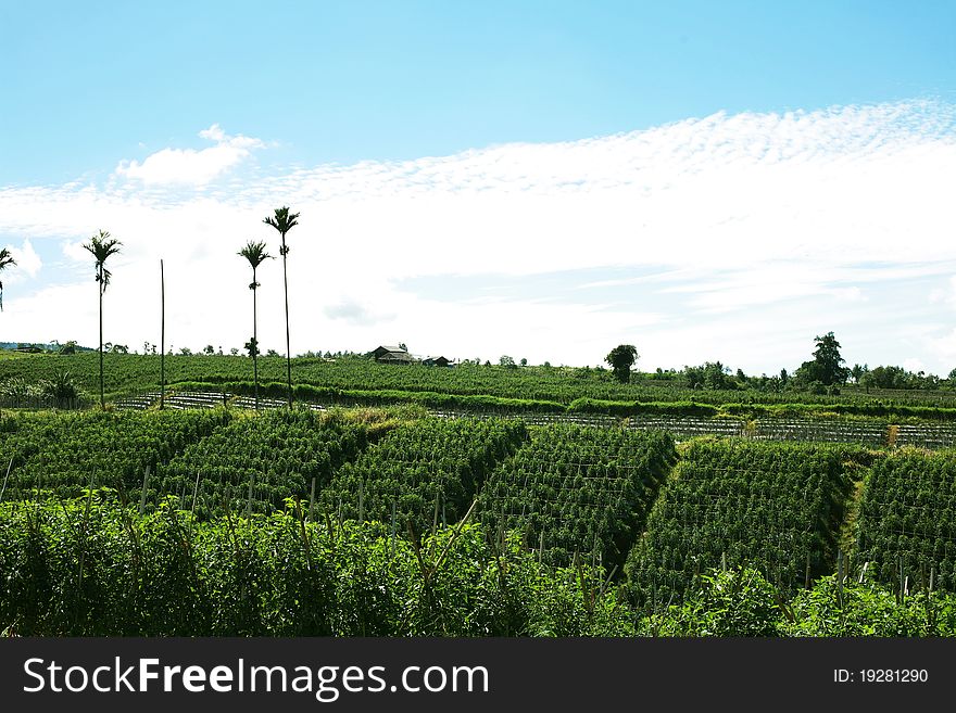 Agricultural land in the mountains with a variety of plants