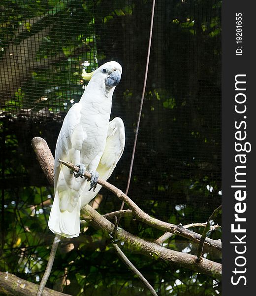 White bird in cage of Dusit zoo, Thailand