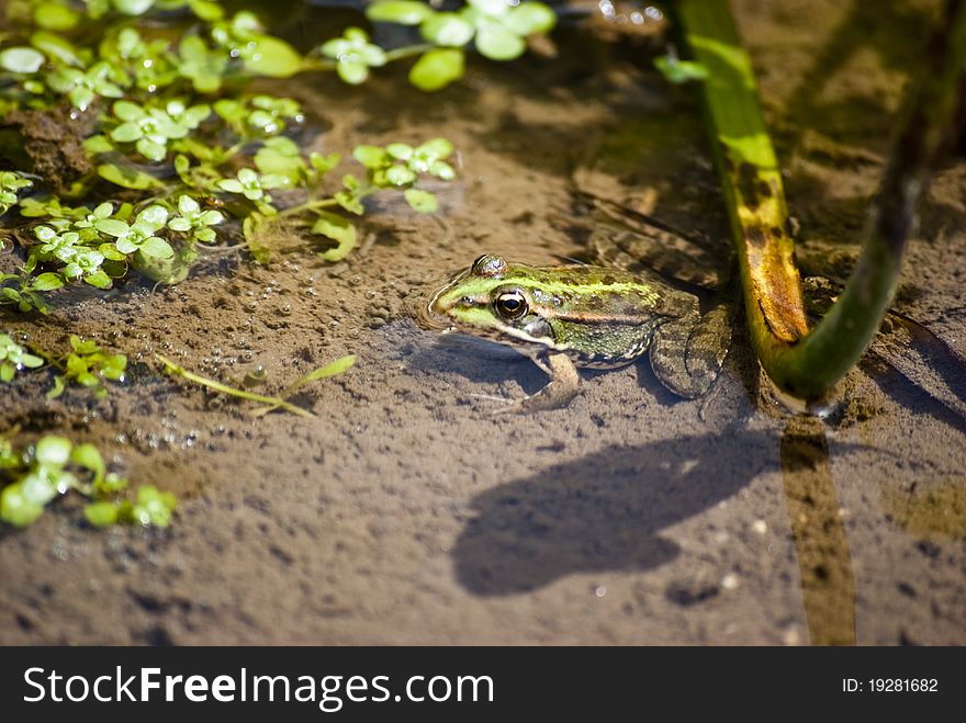 Small green frog that hunts for insects in the water