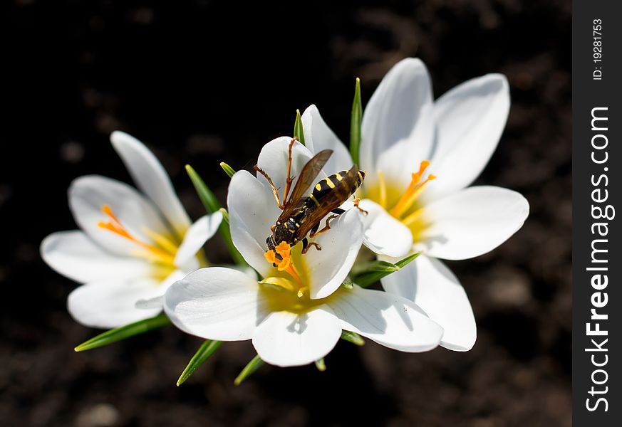 Crocus blooming flowers with a bee. Crocus blooming flowers with a bee