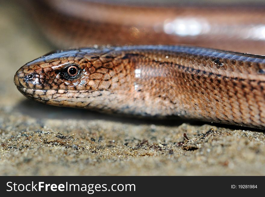 Slow worm lizard on sand close view