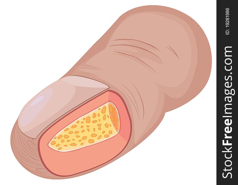 Human finger cross-section illustration on white background